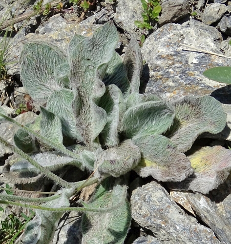 Pflanzenbild gross Filziges Habichtskraut - Hieracium tomentosum