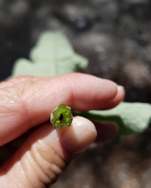 Pflanzenbild gross Gewöhnliche Kleine Klette - Arctium minus subsp. minus