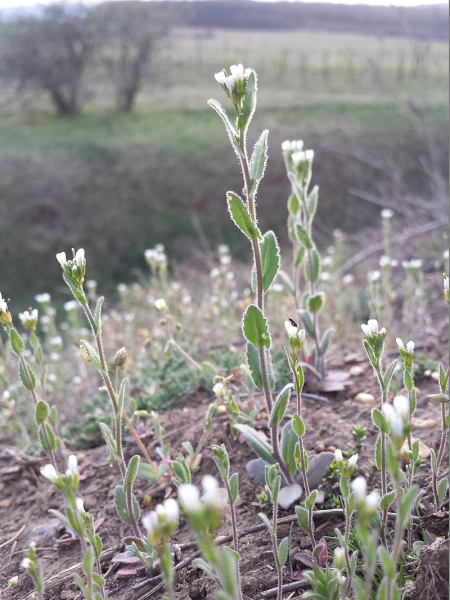 Pflanzenbild gross Öhrchen-Gänsekresse - Arabis auriculata