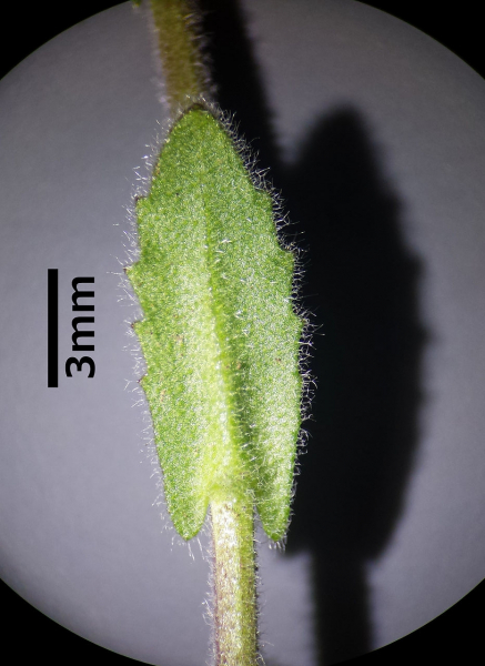 Pflanzenbild gross Öhrchen-Gänsekresse - Arabis auriculata