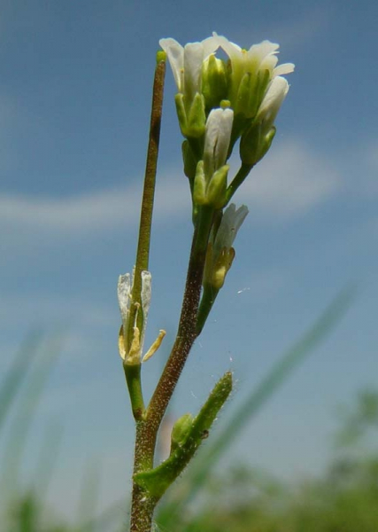 Pflanzenbild gross Öhrchen-Gänsekresse - Arabis auriculata