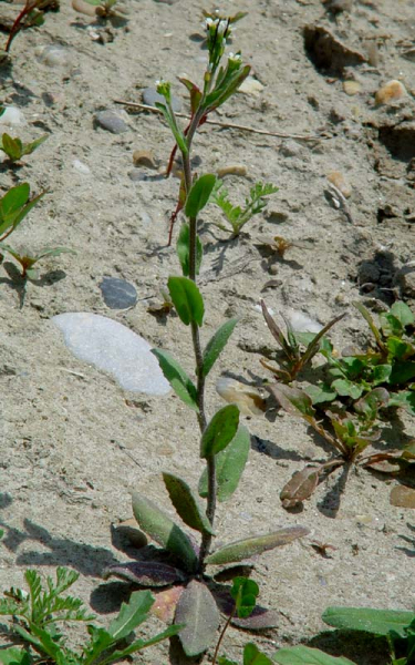 Pflanzenbild gross Öhrchen-Gänsekresse - Arabis auriculata