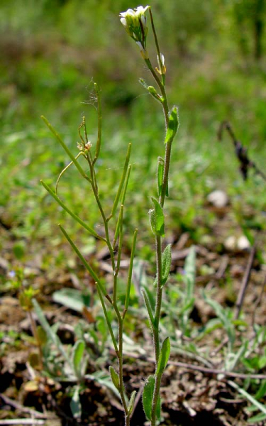 Pflanzenbild gross Öhrchen-Gänsekresse - Arabis auriculata