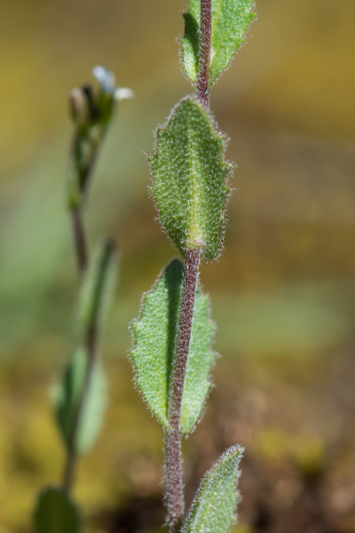 Pflanzenbild gross Öhrchen-Gänsekresse - Arabis auriculata