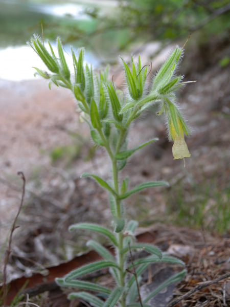 Pflanzenbild gross Schweizer Lotwurz - Onosma helvetica