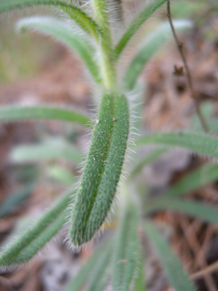 Pflanzenbild gross Schweizer Lotwurz - Onosma helvetica