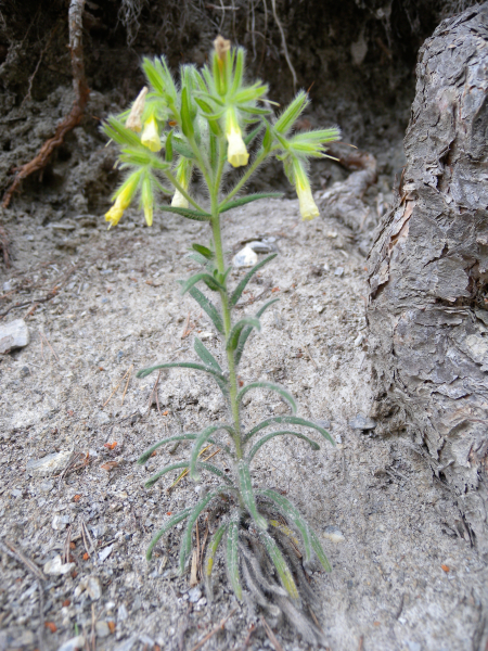 Pflanzenbild gross Schweizer Lotwurz - Onosma helvetica