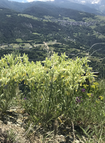 Pflanzenbild gross Schweizer Lotwurz - Onosma helvetica