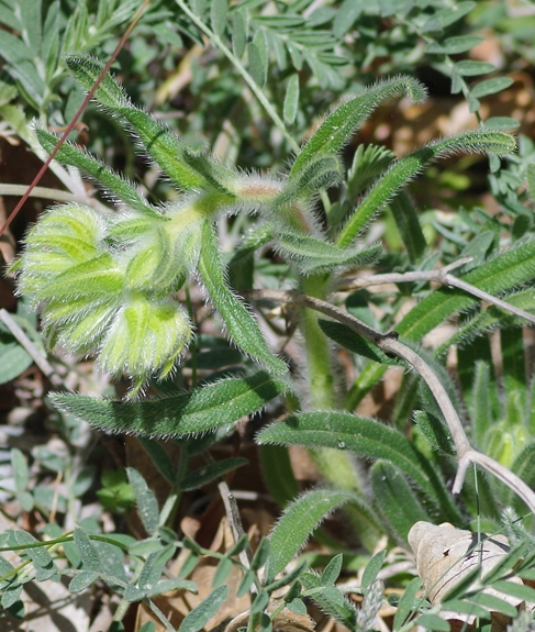 Pflanzenbild gross Schweizer Lotwurz - Onosma helvetica