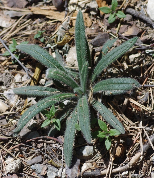 Pflanzenbild gross Schweizer Lotwurz - Onosma helvetica
