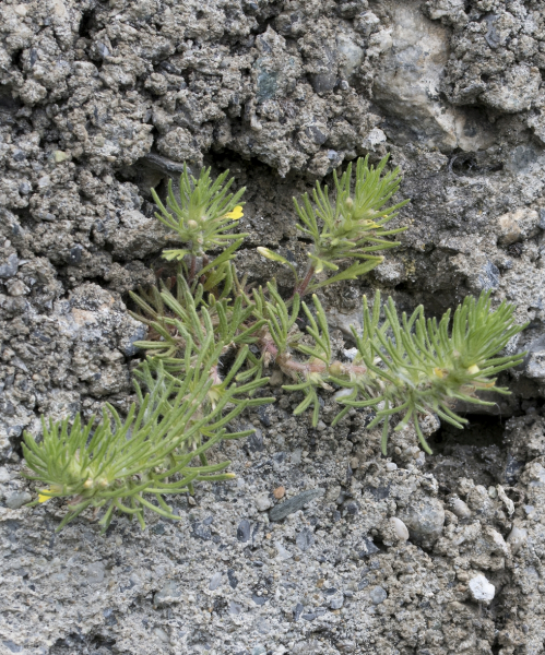 Pflanzenbild gross Gelber Günsel - Ajuga chamaepitys