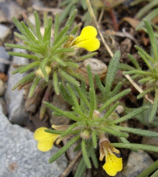 Pflanzenbild gross Gelber Günsel - Ajuga chamaepitys
