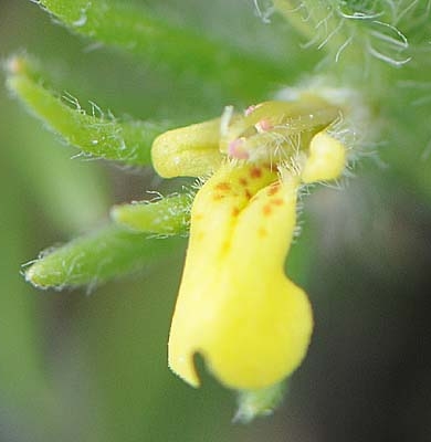 Pflanzenbild gross Gelber Günsel - Ajuga chamaepitys
