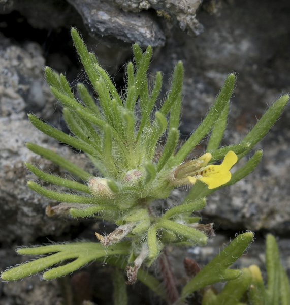 Pflanzenbild gross Gelber Günsel - Ajuga chamaepitys