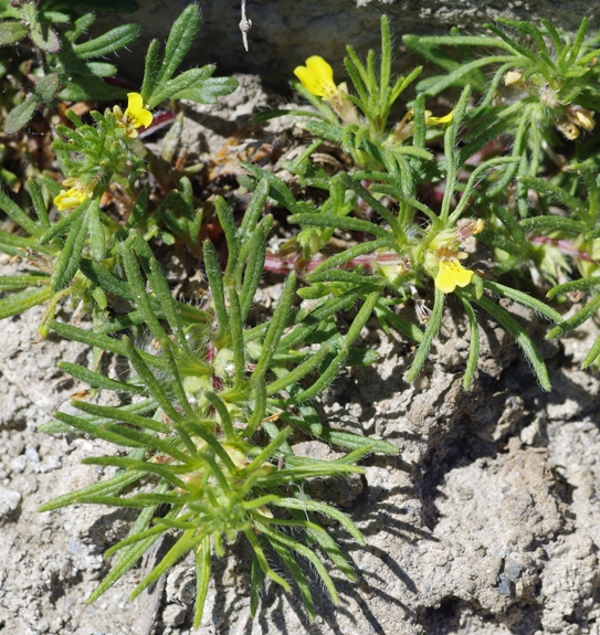 Pflanzenbild gross Gelber Günsel - Ajuga chamaepitys