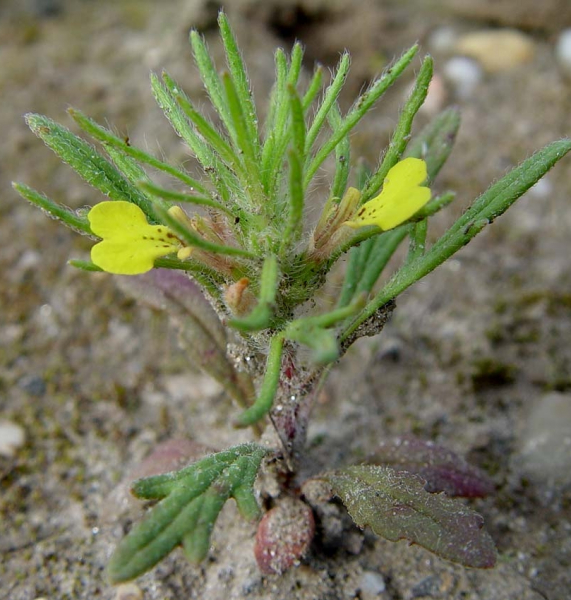 Pflanzenbild gross Gelber Günsel - Ajuga chamaepitys