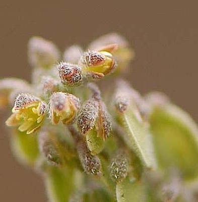 Pflanzenbild gross Schildschötchen - Clypeola jonthlaspi