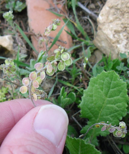 Pflanzenbild gross Schildschötchen - Clypeola jonthlaspi