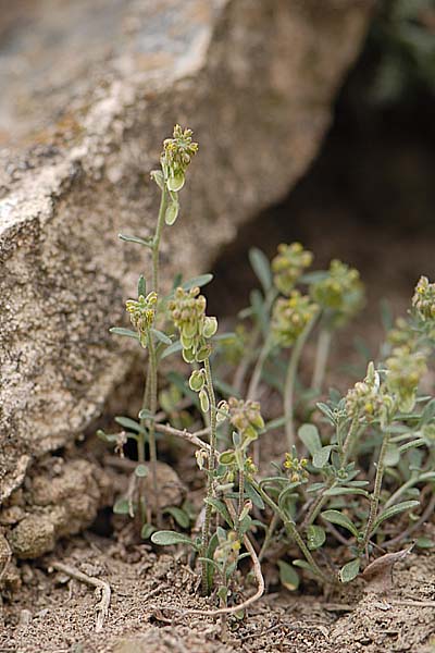 Pflanzenbild gross Schildschötchen - Clypeola jonthlaspi