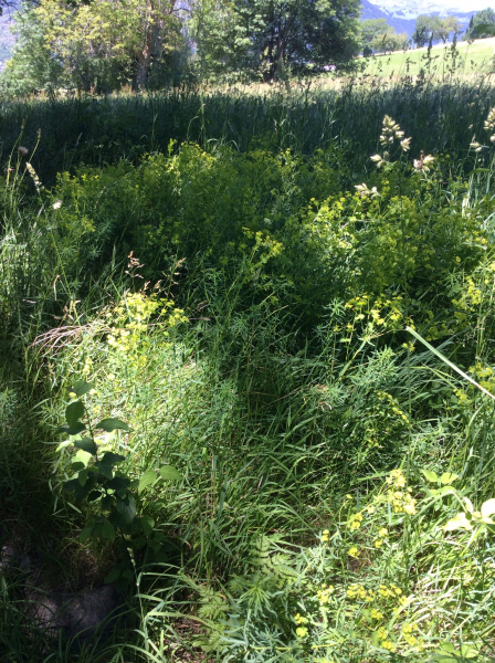 Pflanzenbild gross Rutenförmige Wolfsmilch - Euphorbia virgata