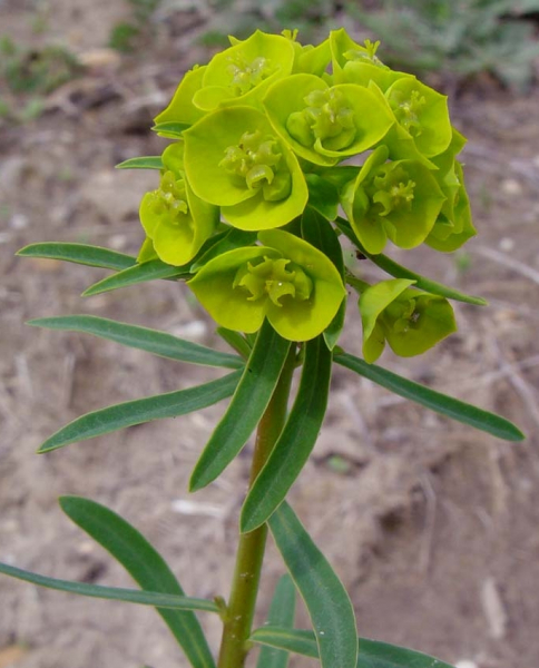 Pflanzenbild gross Rutenförmige Wolfsmilch - Euphorbia virgata