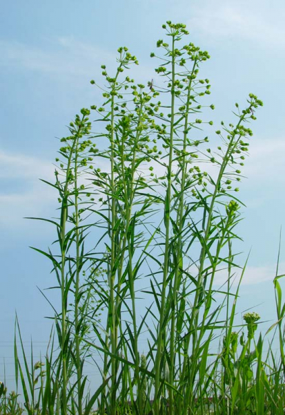 Pflanzenbild gross Rutenförmige Wolfsmilch - Euphorbia virgata