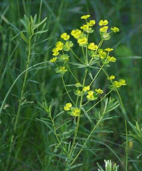Pflanzenbild gross Rutenförmige Wolfsmilch - Euphorbia virgata