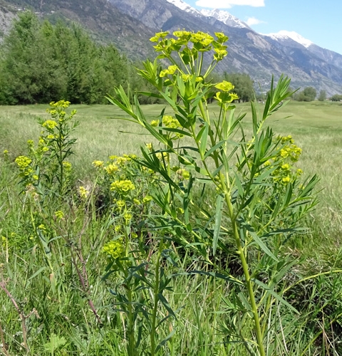 Pflanzenbild gross Rutenförmige Wolfsmilch - Euphorbia virgata