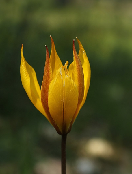 Pflanzenbild gross Südliche Weinberg-Tulpe - Tulipa sylvestris subsp. australis