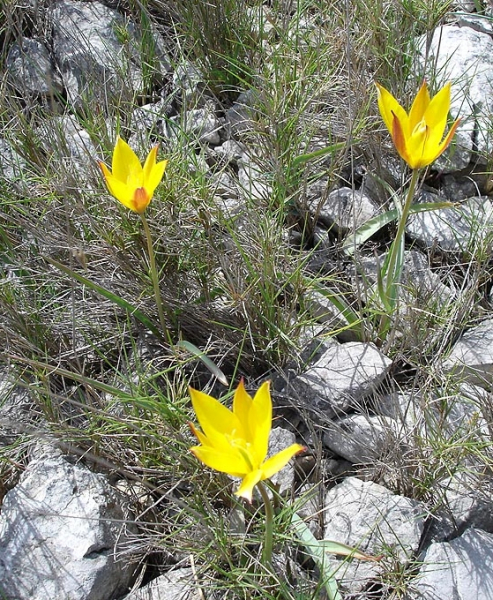 Pflanzenbild gross Südliche Weinberg-Tulpe - Tulipa sylvestris subsp. australis