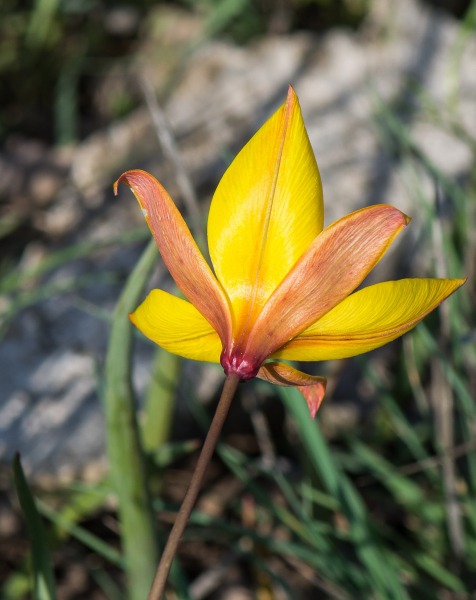 Pflanzenbild gross Südliche Weinberg-Tulpe - Tulipa sylvestris subsp. australis