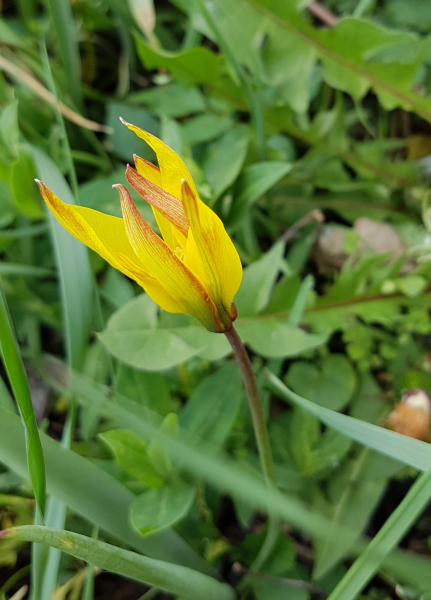 Pflanzenbild gross Südliche Weinberg-Tulpe - Tulipa sylvestris subsp. australis