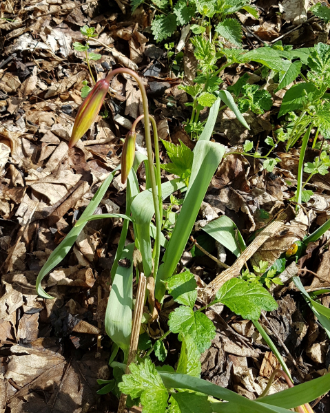 Pflanzenbild gross Südliche Weinberg-Tulpe - Tulipa sylvestris subsp. australis