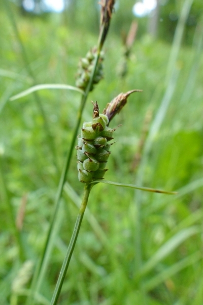 Pflanzenbild gross Filz-Segge - Carex tomentosa