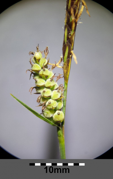 Pflanzenbild gross Filz-Segge - Carex tomentosa