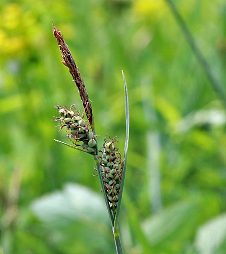 Pflanzenbild gross Filz-Segge - Carex tomentosa