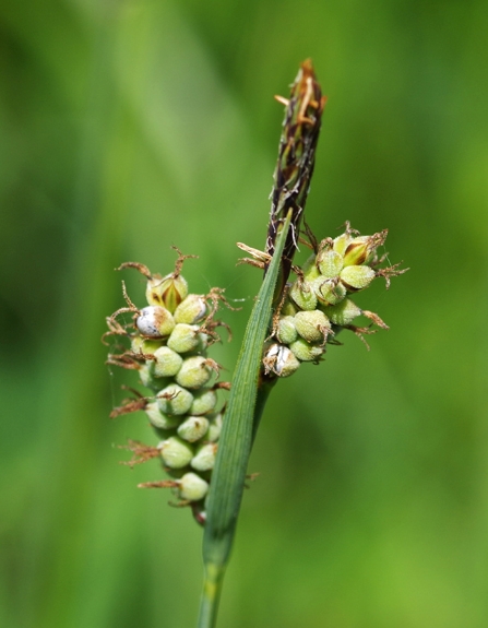 Pflanzenbild gross Filz-Segge - Carex tomentosa