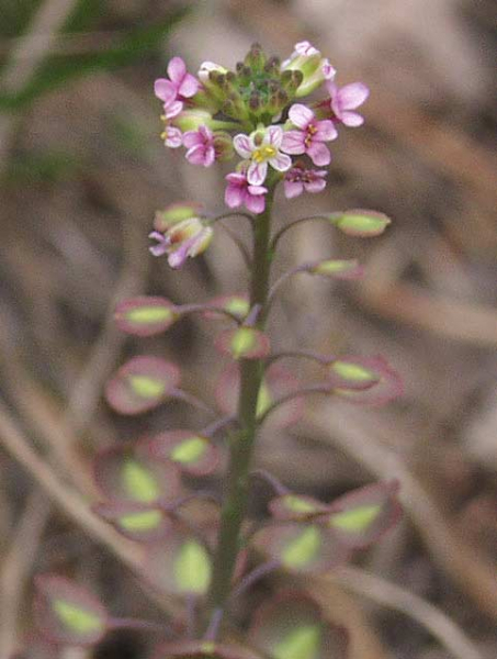 Pflanzenbild gross Steintäschel - Aethionema saxatile