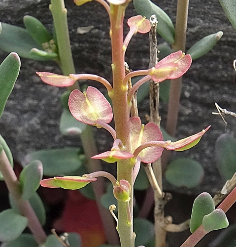 Pflanzenbild gross Steintäschel - Aethionema saxatile