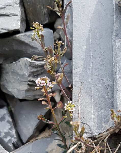 Pflanzenbild gross Steintäschel - Aethionema saxatile