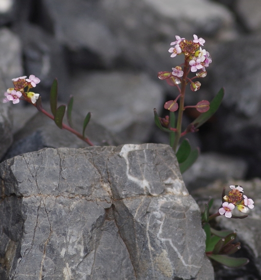 Pflanzenbild gross Steintäschel - Aethionema saxatile