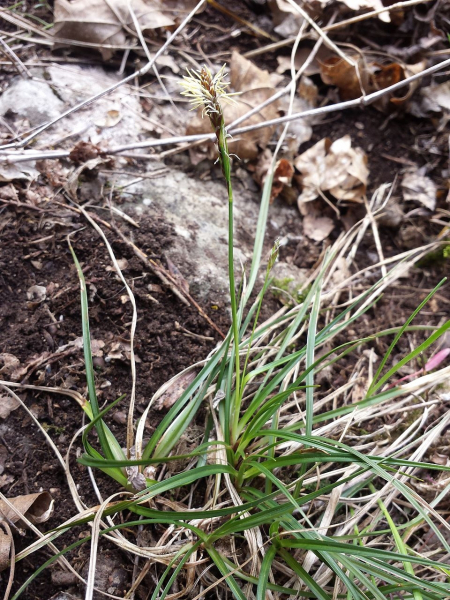 Pflanzenbild gross Hallers Segge - Carex halleriana