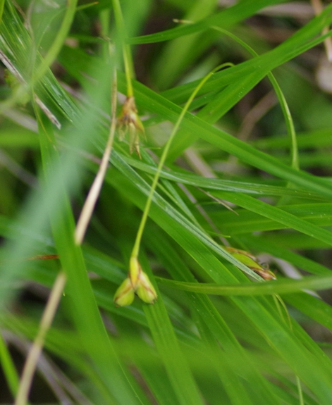 Pflanzenbild gross Hallers Segge - Carex halleriana