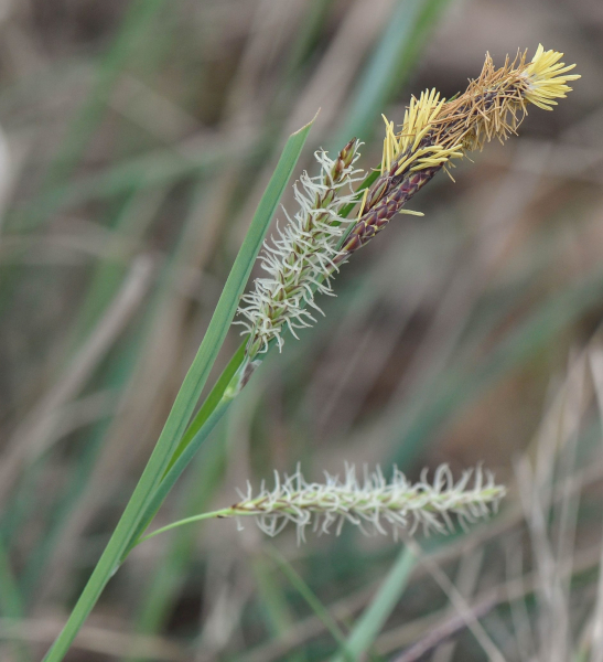 Pflanzenbild gross Hallers Segge - Carex halleriana