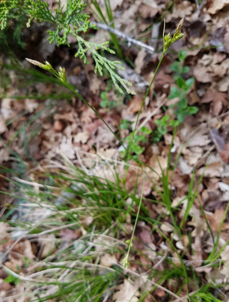 Pflanzenbild gross Hallers Segge - Carex halleriana