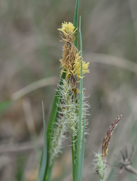 Pflanzenbild gross Hallers Segge - Carex halleriana