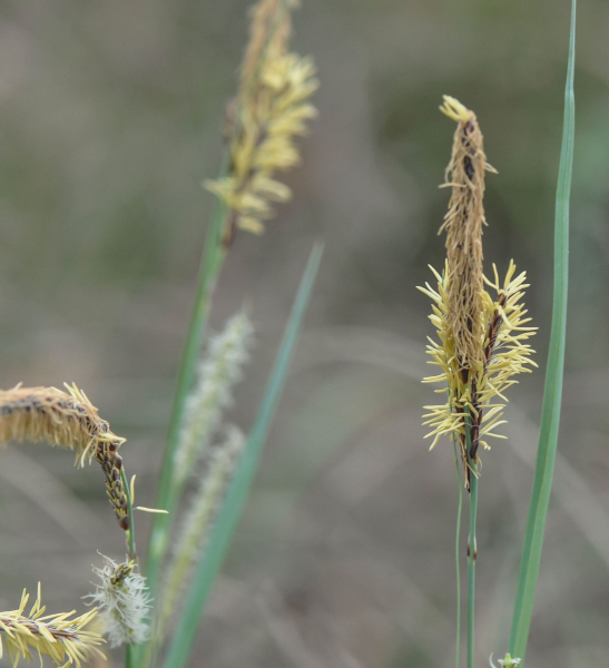 Pflanzenbild gross Hallers Segge - Carex halleriana