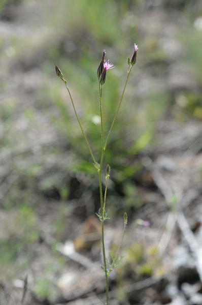Pflanzenbild gross Gemeiner Schlupfsame - Crupina vulgaris