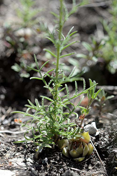Pflanzenbild gross Gemeiner Schlupfsame - Crupina vulgaris