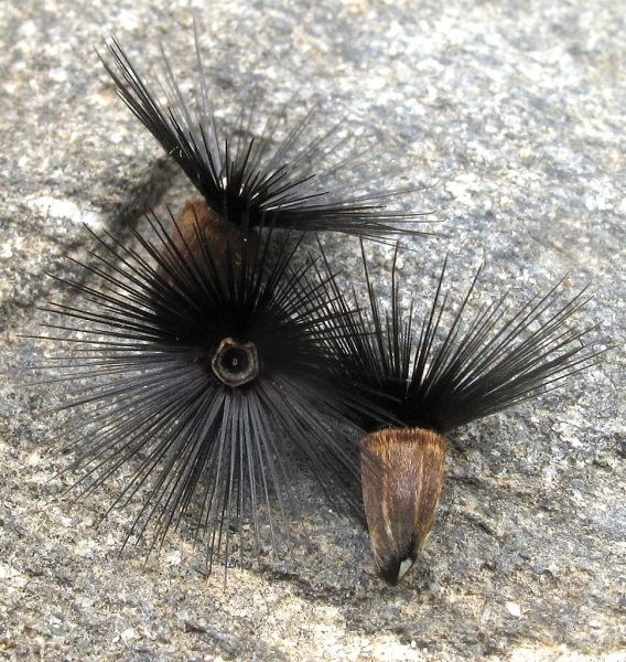 Pflanzenbild gross Gemeiner Schlupfsame - Crupina vulgaris